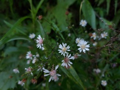 Symphyotrichum schaffneri