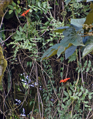 Mutisia lanata