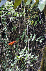 Mutisia lanata
