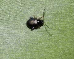 Aphthona strigosa