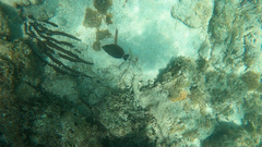 Acanthurus chirurgus