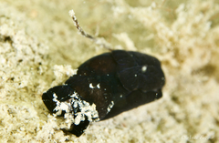 Melanochlamys queritor