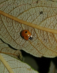 Adalia bipunctata bipunctata