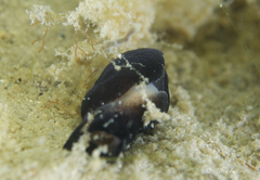 Melanochlamys queritor