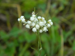 Antennaria luzuloides