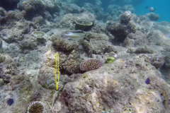 Epinephelus merra