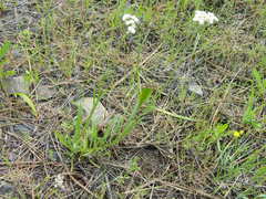 Antennaria luzuloides