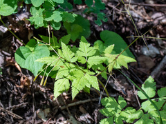 Osmorhiza depauperata