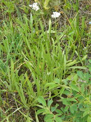Antennaria luzuloides