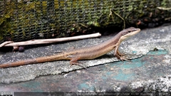 Takydromus kuehnei