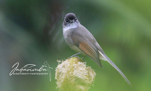 Brown-capped Fantail