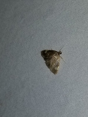 Evergestis unimacula