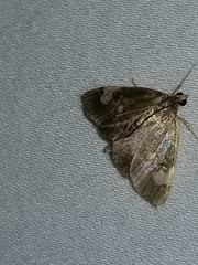 Evergestis unimacula