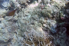 Pempheris vanicolensis