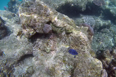 Pempheris vanicolensis