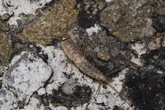Ctenolepisma ciliatum
