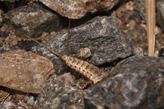 Ctenolepisma ciliatum
