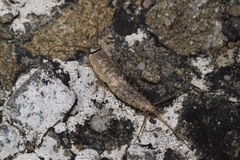 Ctenolepisma ciliatum