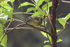 Basileuterus melanotis