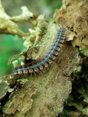 Pseudopolydesmus canadensis