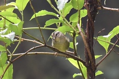 Basileuterus melanotis