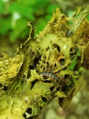 Pseudopolydesmus canadensis