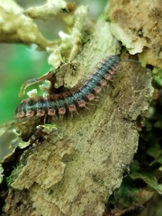 Pseudopolydesmus canadensis