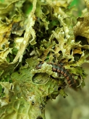 Pseudopolydesmus canadensis