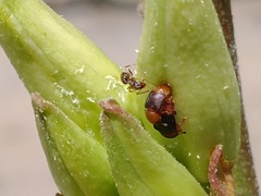 Caplothorax melanopterus