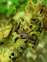 Pseudopolydesmus canadensis