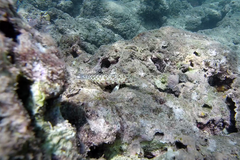 Parapercis millepunctata