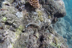 Parapercis millepunctata