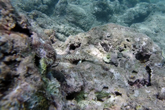 Parapercis millepunctata