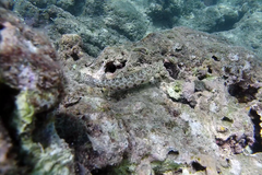 Parapercis millepunctata