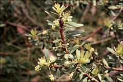 Tasmannia xerophila