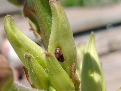 Caplothorax melanopterus