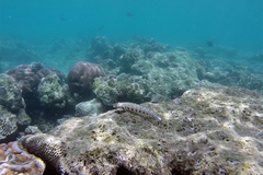 Parapercis millepunctata