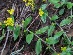 Draba helleriana