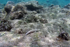 Parapercis millepunctata