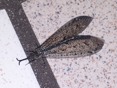 Brachynemurus nebulosus