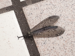 Brachynemurus nebulosus