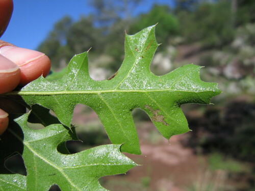 Chisos Red Oak