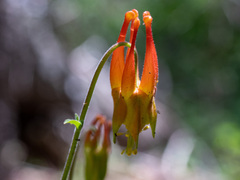 Aquilegia desertorum