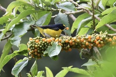 Euphonia hirundinacea