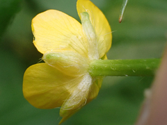 Ranunculus macounii
