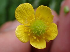 Ranunculus macounii
