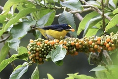 Euphonia hirundinacea