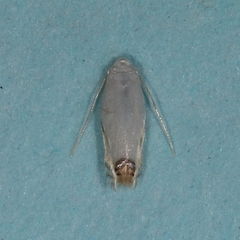 Leucoptera erythrinella