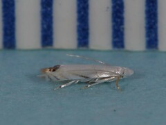 Leucoptera erythrinella