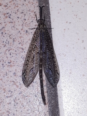 Brachynemurus nebulosus